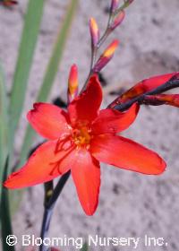 Crocosmia 'Irish Flame'